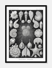 Indlæs billede til gallerivisning konkylier  |  ERNST HAECKEL - decoARTE
