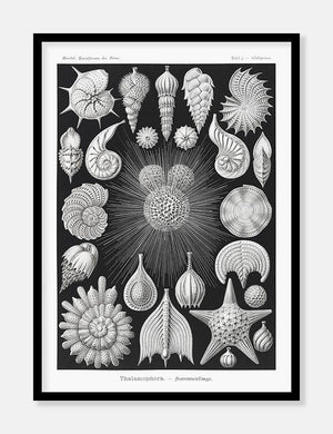 konkylier  |  ERNST HAECKEL - decoARTE