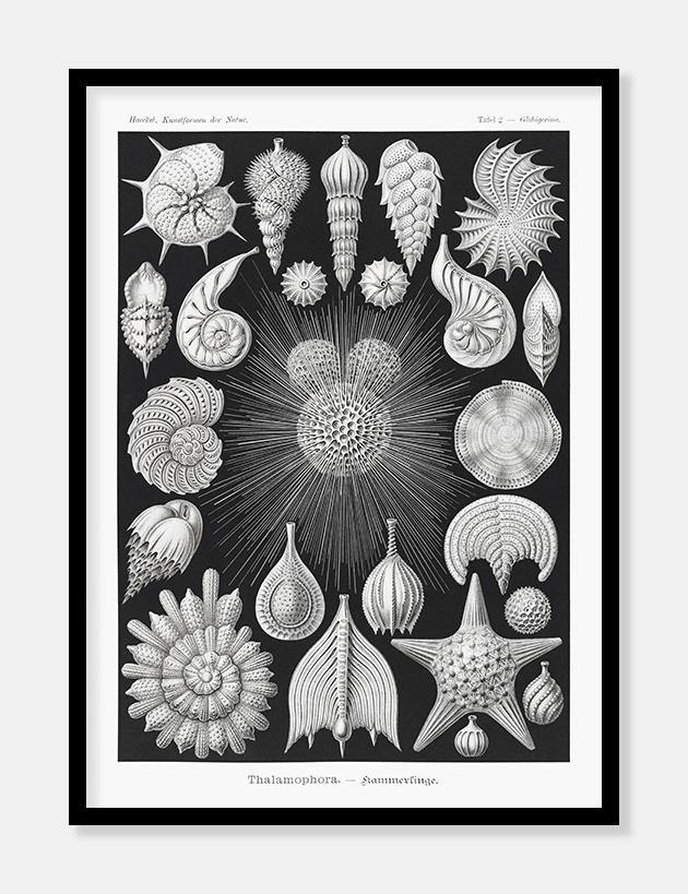 konkylier  |  ERNST HAECKEL - decoARTE