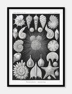 konkylier  |  ERNST HAECKEL - decoARTE