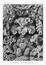 Indlæs billede til gallerivisning koraller  |  ERNST HAECKEL - decoARTE
