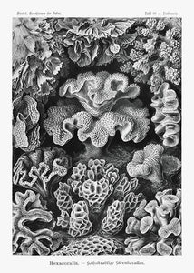 koraller  |  ERNST HAECKEL - decoARTE