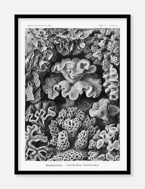 koraller  |  ERNST HAECKEL - decoARTE