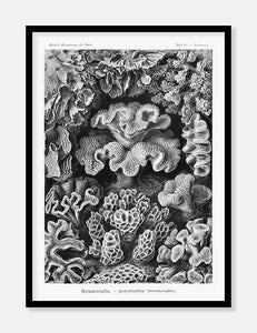 koraller  |  ERNST HAECKEL - decoARTE