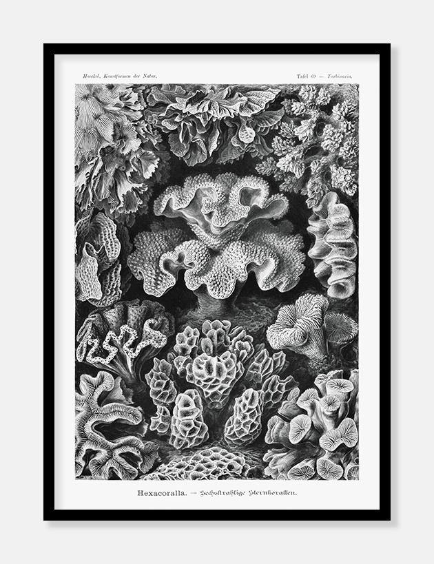 koraller  |  ERNST HAECKEL - decoARTE