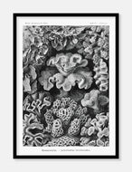 koraller  |  ERNST HAECKEL - decoARTE