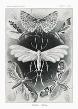 Indlæs billede til gallerivisning natsværmere  |  ERNST HAECKEL - decoARTE
