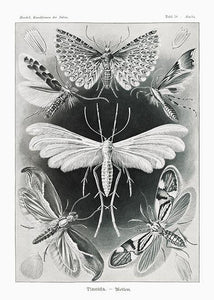 natsværmere  |  ERNST HAECKEL - decoARTE