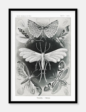natsværmere  |  ERNST HAECKEL - decoARTE
