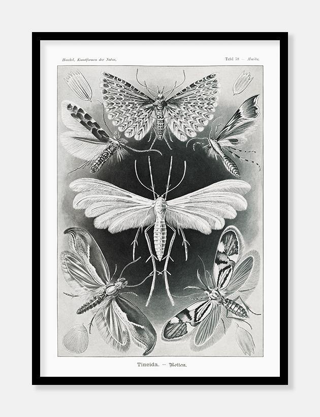 natsværmere  |  ERNST HAECKEL - decoARTE