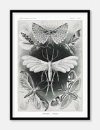 natsværmere  |  ERNST HAECKEL - decoARTE