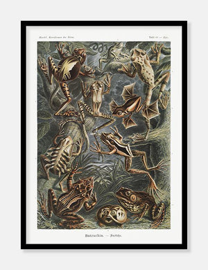 tudser  |  ERNST HAECKEL - decoARTE