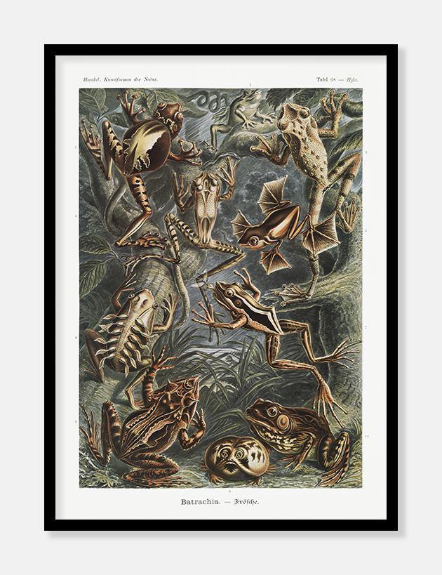 tudser  |  ERNST HAECKEL - decoARTE