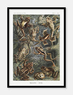 tudser  |  ERNST HAECKEL - decoARTE