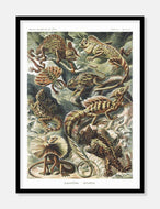 veraner  |  ERNST HAECKEL - decoARTE
