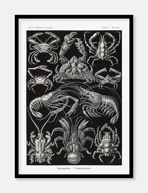 krebsedyr  |  ERNST HAECKEL - decoARTE