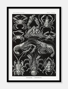 krebsedyr  |  ERNST HAECKEL - decoARTE