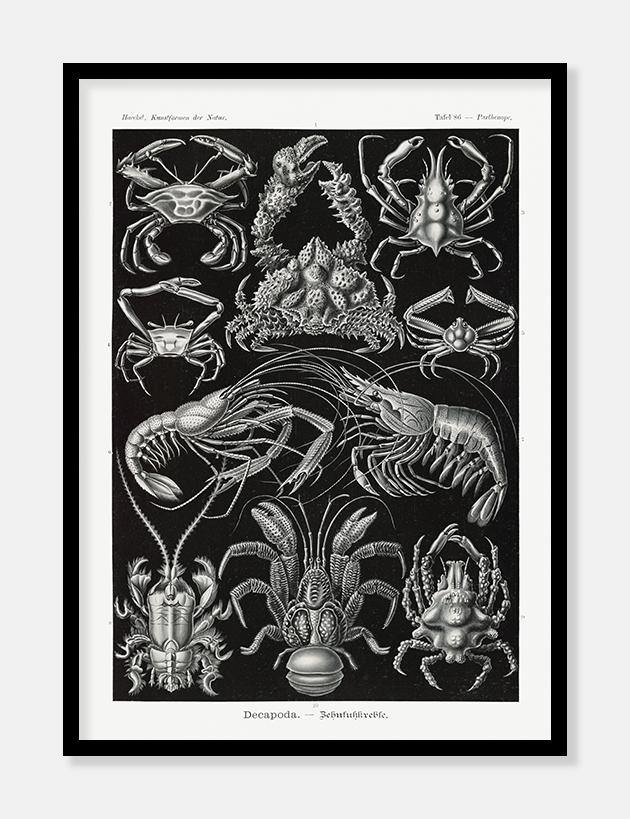 krebsedyr  |  ERNST HAECKEL - decoARTE