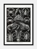 krebsedyr  |  ERNST HAECKEL - decoARTE