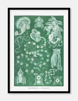 gobler  |  ERNST HAECKEL - decoARTE
