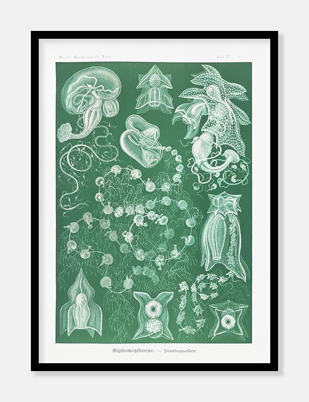 gobler  |  ERNST HAECKEL - decoARTE