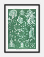 gobler  |  ERNST HAECKEL - decoARTE
