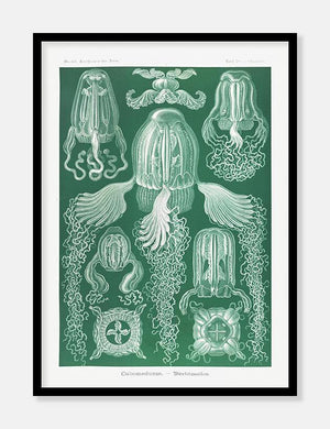 gobler  |  ERNST HAECKEL - decoARTE