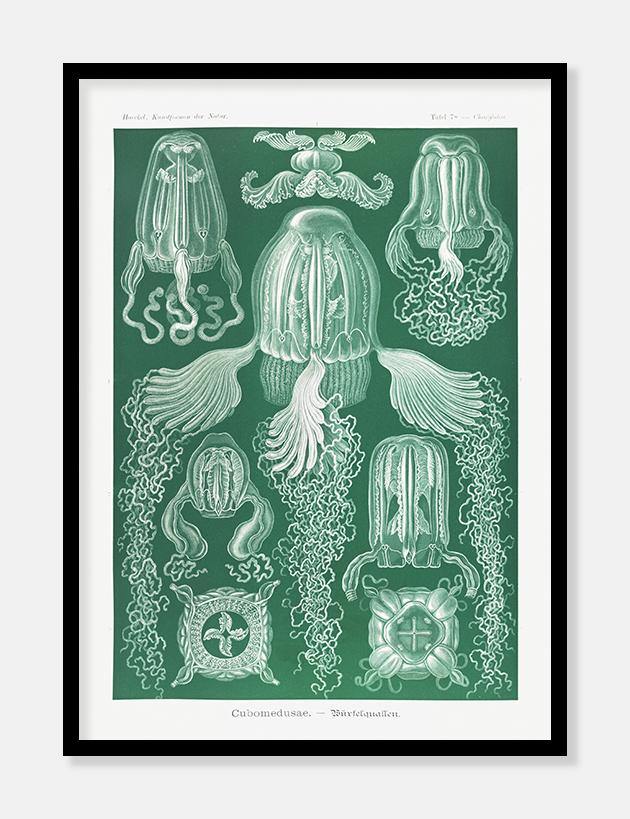 gobler  |  ERNST HAECKEL - decoARTE