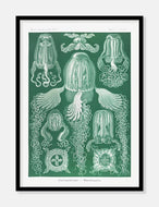gobler  |  ERNST HAECKEL - decoARTE