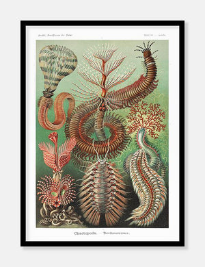 sødyr  |  ERNST HAECKEL - decoARTE