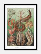 sødyr  |  ERNST HAECKEL - decoARTE