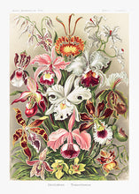 Indlæs billede til gallerivisning 10 Ernst Haeckel kort
