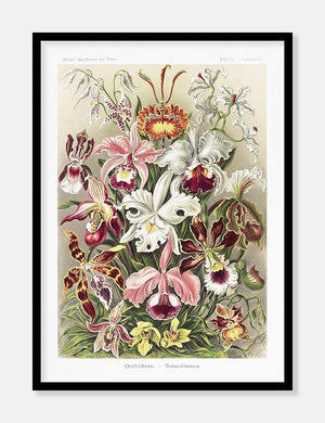 blomster  |  ERNST HAECKEL - decoARTE