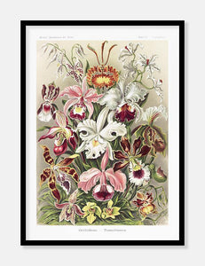 blomster  |  ERNST HAECKEL - decoARTE