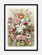 blomster  |  ERNST HAECKEL - decoARTE