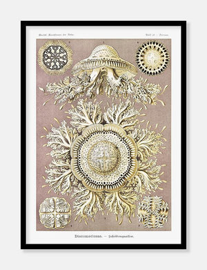 gobler  |  ERNST HAECKEL - decoARTE