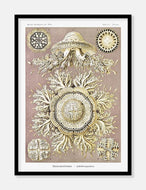 gobler  |  ERNST HAECKEL - decoARTE