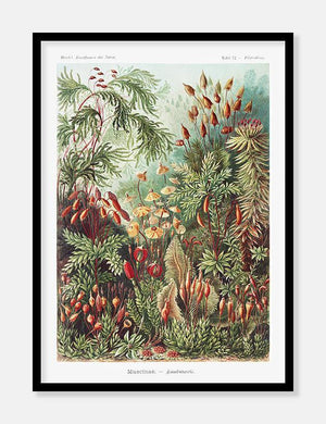 naturplakat  |  ERNST HAECKEL - decoARTE