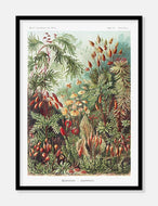 naturplakat  |  ERNST HAECKEL - decoARTE
