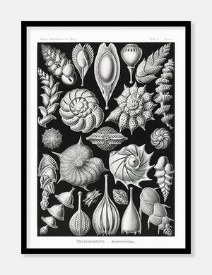 konkylier  |  ERNST HAECKEL - decoARTE