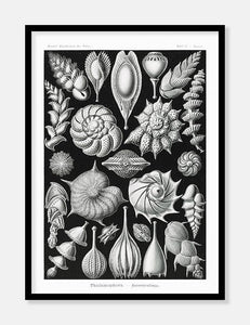 konkylier  |  ERNST HAECKEL - decoARTE
