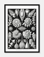 konkylier  |  ERNST HAECKEL - decoARTE