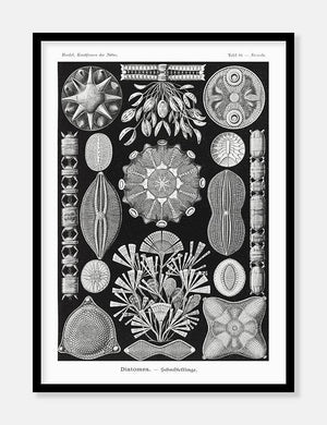 søstjerner  |  ERNST HAECKEL - decoARTE