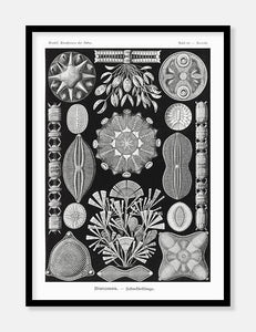 søstjerner  |  ERNST HAECKEL - decoARTE