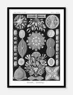 søstjerner  |  ERNST HAECKEL - decoARTE