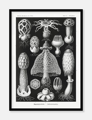 gobler  |  ERNST HAECKEL - decoARTE