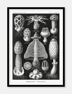 gobler  |  ERNST HAECKEL - decoARTE