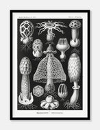 gobler  |  ERNST HAECKEL - decoARTE