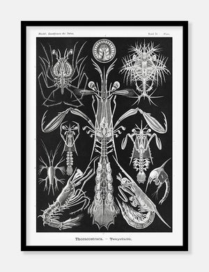 krebsedyr  |  ERNST HAECKEL - decoARTE