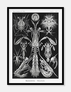 krebsedyr  |  ERNST HAECKEL - decoARTE